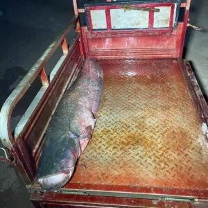 almus barajinda dev yayin baligi avlandi zum1BnLW