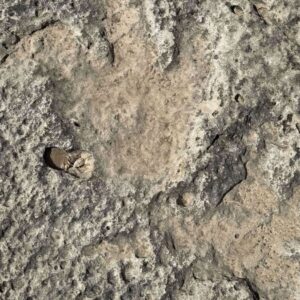 sel felaketi tarih yazdi 115 milyon yillik izler arkeoloji dunyasini heyecanlandirdi gOvhteP1