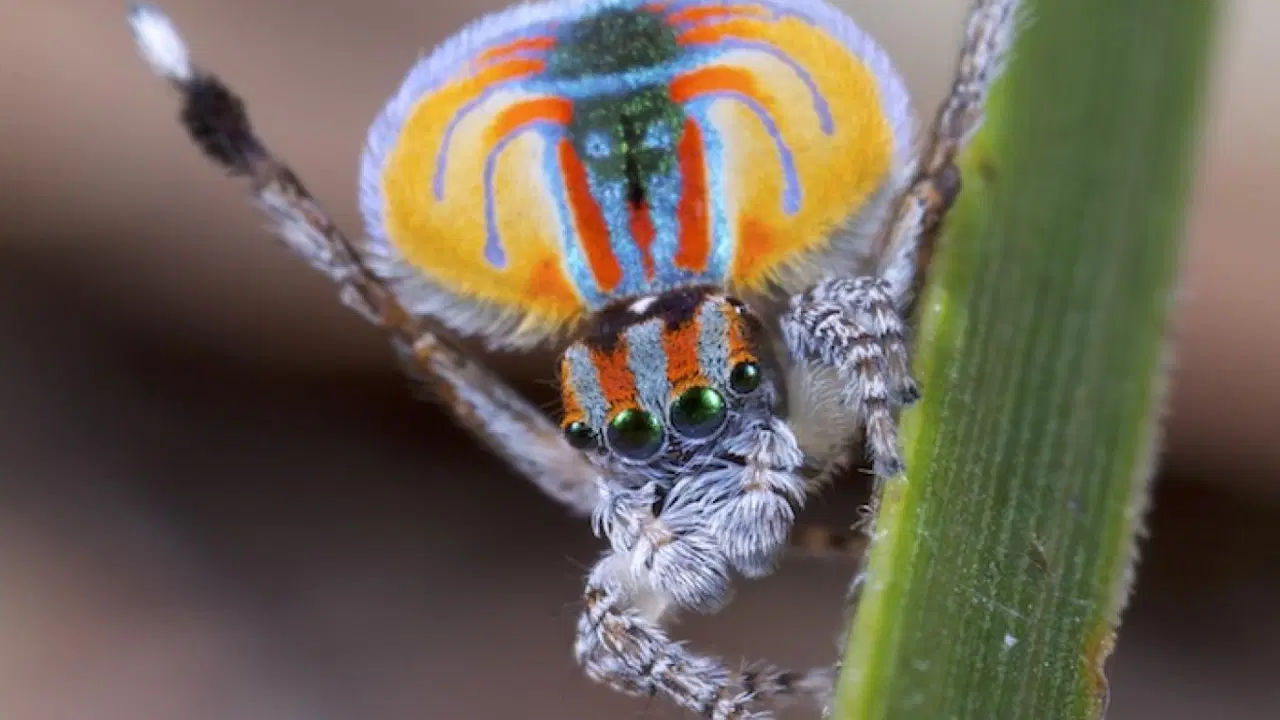 dansci orumcegin karanlik dnasi bilim insanlarini buyuledi U7EEZ7q1