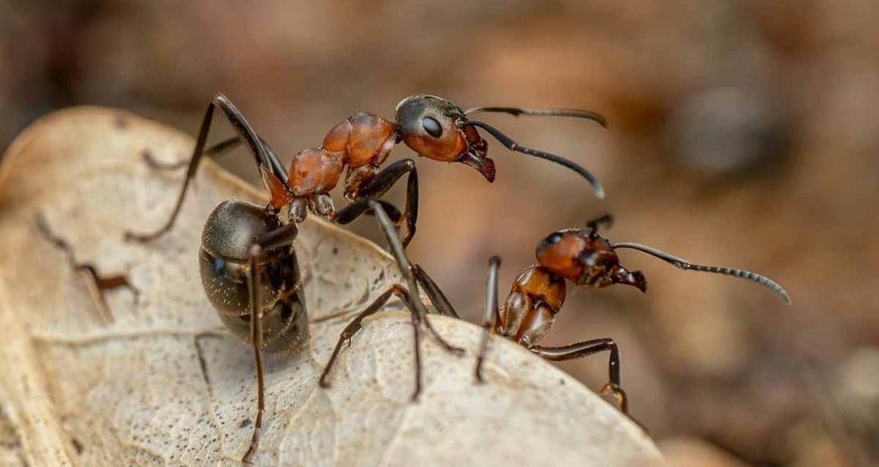 karincalarin guclerini 2 katina cikarmak icin kullandiklari sasirtici takim calismasi hilesi kuvvet mandali a57B8uF9