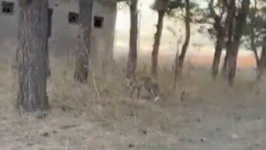 karsta tilkiler yerlesim yerlerinde cirit atiyor 61Xp7pSc