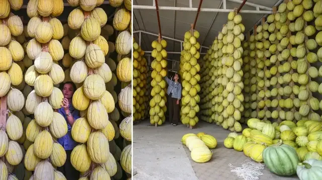 tescilli kirkagac kavunu depolardaki siriklarda kis sofralari icin bekliyor DdbygCcd.webp