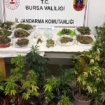 Bursa inegolde kenevir ve yuklu miktarda esrar ele gecirildi a1IIMRe8